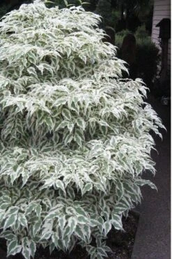 Summer Fun Variegated Dogwood - Cornus Kousa - 5 Gallon Pot (3-4') 13 Summer Fun Variegated Dogwood - Cornus Kousa - 5 Gallon Pot (3-4') -Flowers World Shop Dogwood Summer Fun 1