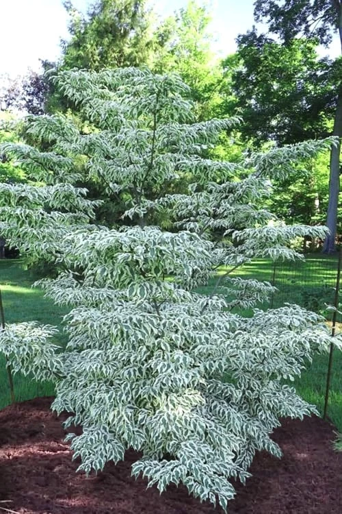 Summer Fun Variegated Dogwood - Cornus Kousa - 5 Gallon Pot (3-4') 3 Summer Fun Variegated Dogwood - Cornus Kousa - 5 Gallon Pot (3-4')