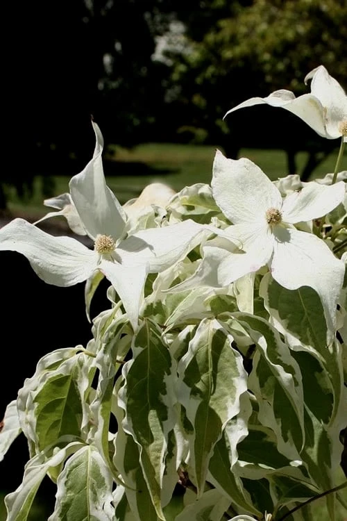 Summer Fun Variegated Dogwood - Cornus Kousa - 5 Gallon Pot (3-4') 9 Summer Fun Variegated Dogwood - Cornus Kousa - 5 Gallon Pot (3-4') - Image 7