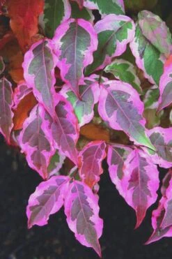Summer Fun Variegated Dogwood - Cornus Kousa - 5 Gallon Pot (3-4') 14 Summer Fun Variegated Dogwood - Cornus Kousa - 5 Gallon Pot (3-4') -Flowers World Shop Dogwood Summer Fun 9
