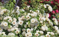 Popcorn Drift Groundcover Rose - 2 Gallon Pot 12 Popcorn Drift Groundcover Rose - 2 Gallon Pot -Flowers World Shop Drift Rose Popcorn 21