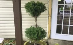 Poodle Tier Dwarf Alberta Spruce Topiary (2-Ball) - 2 Gallon Pot -Flowers World Shop Dwarf Alberta Spruce Poodle Tier