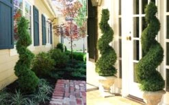 Spiral Dwarf Alberta Spruce Topiary - 5 Gallon Pot -Flowers World Shop Dwarf Alberta Spruce Spiral 3