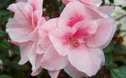 Autumn Belle Encore Azalea - 1 Gallon Pot 9 Autumn Belle Encore Azalea - 1 Gallon Pot -Flowers World Shop Encore Azalea Autumn Belle