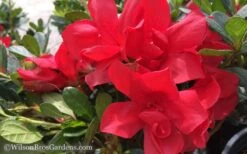 Autumn Bonfire Encore Azalea - 1 Gallon Pot -Flowers World Shop Encore Azalea Autumn Bonfire 50