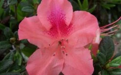 Autumn Coral Encore Azalea - 1 Gallon Pot -Flowers World Shop Encore Azalea Autumn Coral