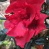 Autumn Fire Encore Azalea - 1 Gallon Pot -Flowers World Shop Encore Azalea Autumn Fire 1 500x750 1