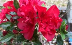 Autumn Fire Encore Azalea - 1 Gallon Pot -Flowers World Shop Encore Azalea Autumn Fire 10