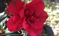 Autumn Fire Encore Azalea - 1 Gallon Pot -Flowers World Shop Encore Azalea Autumn Fire WB