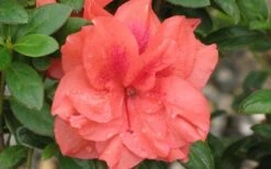 Autumn Monarch Encore Azalea - 2 Gallon Pot -Flowers World Shop Encore Azalea Autumn Monarch 4 50 1