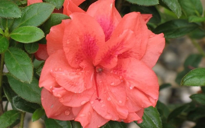 Autumn Monarch Encore Azalea - 1 Gallon Pot 6 Autumn Monarch Encore Azalea - 1 Gallon Pot - Image 4