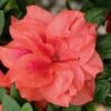 Autumn Monarch Encore Azalea - 3 Gallon Pot -Flowers World Shop Encore Azalea Autumn Monarch 500x750 3