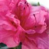 Autumn Rouge Encore Azalea - 1 Gallon Pot -Flowers World Shop Encore Azalea Autumn Rouge 1 500x750 1