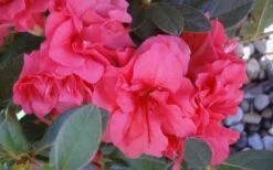 Autumn Rouge Encore Azalea - 1 Gallon Pot -Flowers World Shop Encore Azalea Autumn Rouge 5