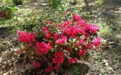 Autumn Ruby Encore Azalea - 1 Gallon Pot -Flowers World Shop Encore Azalea Autumn Ruby 5