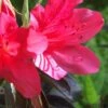 Autumn Ruby Encore Azalea - 1 Gallon Pot -Flowers World Shop Encore Azalea Autumn Ruby 500x750 1