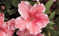 Autumn Sunburst Encore Azalea - 2 Gallon Pot -Flowers World Shop Encore Azalea Autumn Sunburst 5 1
