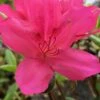 Autumn Carnival Encore Azalea - 1 Gallon Pot -Flowers World Shop Encore Azalea Autumn UNKNOWN 4 500x750 1