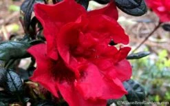 Autumn Fire Encore Azalea - 1 Gallon Pot -Flowers World Shop Encore Azalea Fire