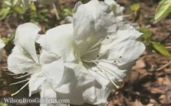 Autumn Moonlight Encore Azalea - 1 Gallon Pot -Flowers World Shop Encore Azalea Moonlight 5