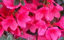 Autumn Ruby Encore Azalea - 1 Gallon Pot -Flowers World Shop Encore Azalea Ruby