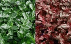 Purple Wintercreeper (Euonymus Fortunei 'Coloratus') - 36 Pack Of Pint Pots -Flowers World Shop Euonymus Coloratus Purple Winter Creeper 50 1