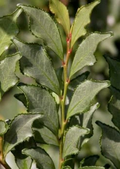 Eurya Japonica 'Moutiers' - 3 Gallon Pot 13 Eurya Japonica 'Moutiers' - 3 Gallon Pot -Flowers World Shop Eurya Japonica Moutiers 1