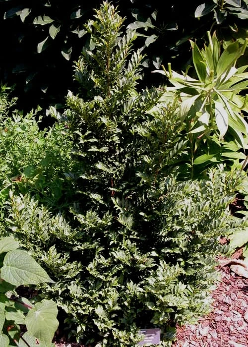 Eurya Japonica 'Moutiers' - 3 Gallon Pot 7 Eurya Japonica 'Moutiers' - 3 Gallon Pot - Image 5