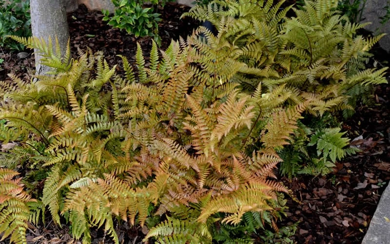 Autumn Fern (Dryopteris Erythrosora) - 10 Pack Of Quart Pots 7 Autumn Fern (Dryopteris Erythrosora) - 10 Pack Of Quart Pots - Image 5