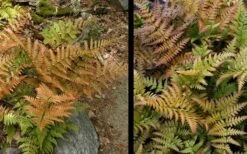 Autumn Fern (Dryopteris Erythrosora) - 10 Pack Of Quart Pots 14 Autumn Fern (Dryopteris Erythrosora) - 10 Pack Of Quart Pots -Flowers World Shop Fern Autumn 4