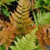 Autumn Fern (Dryopteris Erythrosora) - 10 Pack Of Quart Pots -Flowers World Shop Fern Autumn 500x750 1