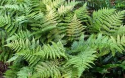 Autumn Fern (Dryopteris Erythrosora) - 10 Pack Of Quart Pots 15 Autumn Fern (Dryopteris Erythrosora) - 10 Pack Of Quart Pots -Flowers World Shop Fern Autumn Summer