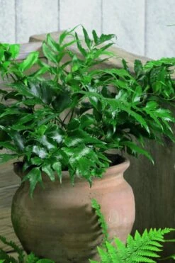 Japanese Holly Fern - Cyrtomium Falcatum 'Rochfordianum' - 2.5 Quart Pot -Flowers World Shop Fern Japanese Holly 8