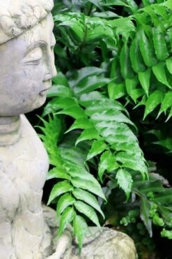 Japanese Holly Fern - Cyrtomium Falcatum 'Rochfordianum' - 2.5 Quart Pot -Flowers World Shop Fern Japanese Holly 9