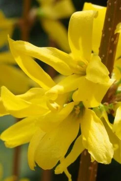 Believe It Or Not Forsythia - 2 Gallon Pot -Flowers World Shop Forsythia Lynwood Gold Rev 2 500x750 1