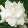 August Beauty Gardenia - 6 Pack Of 1 Gallon Pots -Flowers World Shop Gardenia August Beauty 5 500x750 3
