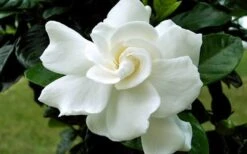 August Beauty Gardenia - 3 Gallon Pot -Flowers World Shop Gardenia August Beauty Flower Closeup 3