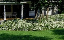 Radicans Creeping Dwarf Gardenia - 6 Pack Of 1 Gallon Pots -Flowers World Shop Gardenia Creeping 20