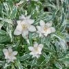Variegated Creeping Dwarf Gardenia - 3 Gallon Pot -Flowers World Shop Gardenia Creeping Variegated Rev 500x750 1