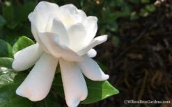 Crown Jewel Gardenia - 1 Gallon Pot -Flowers World Shop Gardenia Crown Jewel 4