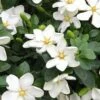 Hardy Fragrant Daisy Gardenia Bush - 6 Pack Of 1 Gallon Pots -Flowers World Shop Gardenia Daisy 20 2