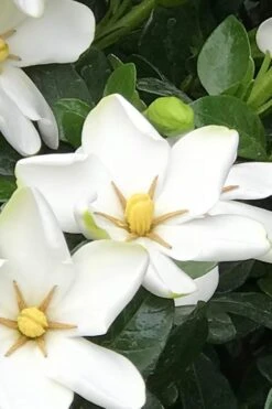 Hardy Fragrant Daisy Gardenia Bush - 6 Pack Of 1 Gallon Pots -Flowers World Shop Gardenia Daisy 21 2