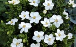 Hardy Fragrant Daisy Gardenia Bush - 1 Gallon Pot 15 Hardy Fragrant Daisy Gardenia Bush - 1 Gallon Pot -Flowers World Shop Gardenia Daisy Blooms 1