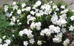 Hardy Fragrant Daisy Gardenia Bush - 1 Gallon Pot 13 Hardy Fragrant Daisy Gardenia Bush - 1 Gallon Pot -Flowers World Shop Gardenia Daisy Blooms 2 1