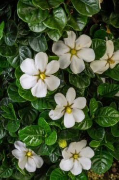Diamond Spire Gardenia - 2 Gallon Pot -Flowers World Shop Gardenia Diamond Spire 2