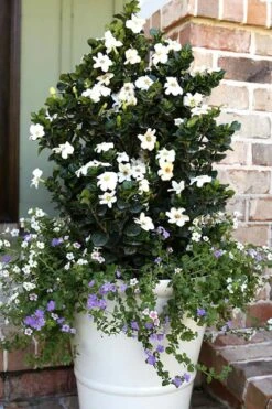 Diamond Spire Gardenia - 2 Gallon Pot -Flowers World Shop Gardenia Diamond Spire 4