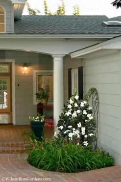 Diamond Spire Gardenia - 3 Gallon Pot 13 Diamond Spire Gardenia - 3 Gallon Pot -Flowers World Shop Gardenia Diamond Spire 5 1