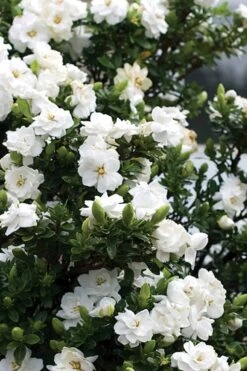 Double Mint Gardenia - 3 Gallon Pot 12 Double Mint Gardenia - 3 Gallon Pot -Flowers World Shop Gardenia Double Mint 2 1