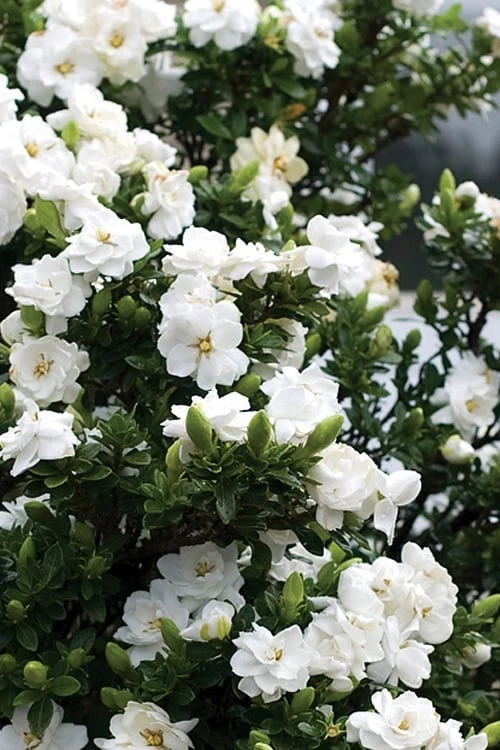 Double Mint Gardenia - 3 Gallon Pot 6 Double Mint Gardenia - 3 Gallon Pot - Image 4