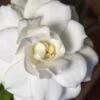 Double Mint Gardenia - 3 Gallon Pot -Flowers World Shop Gardenia Double Mint 5 1